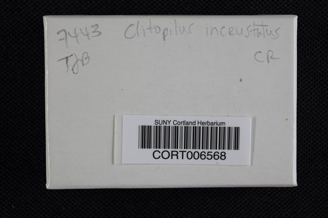 Clitopilus incrustatus image