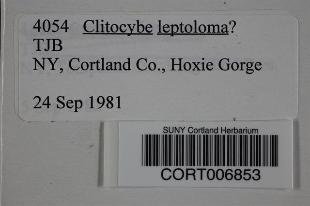 Clitocybe leptoloma image