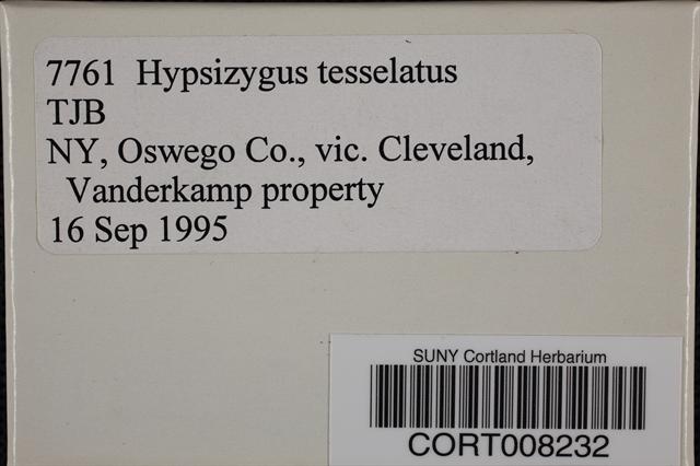 Hypsizygus tessulatus image