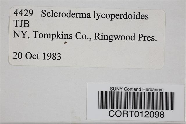 Scleroderma lycoperdoides var. reticulatum image