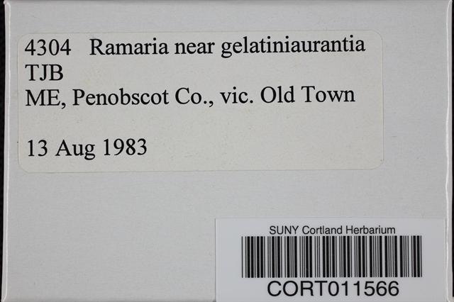 Ramaria gelatiniaurantia image