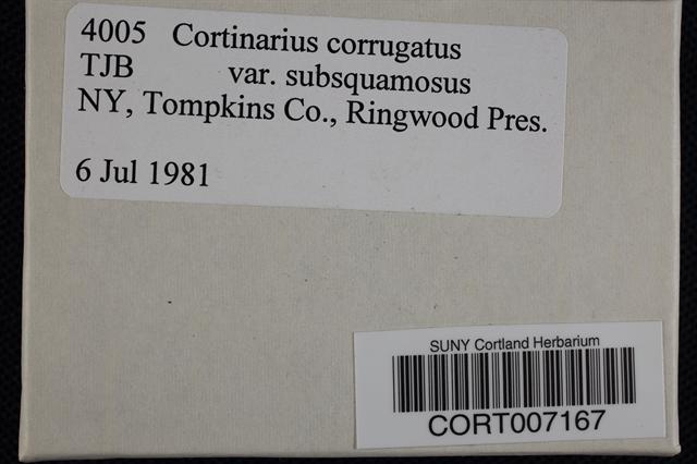 Cortinarius corrugatus var. subsquamosus image