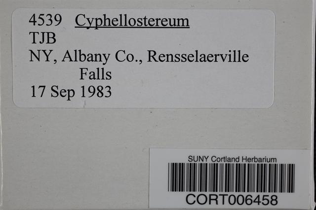 Cyphellostereum laeve image