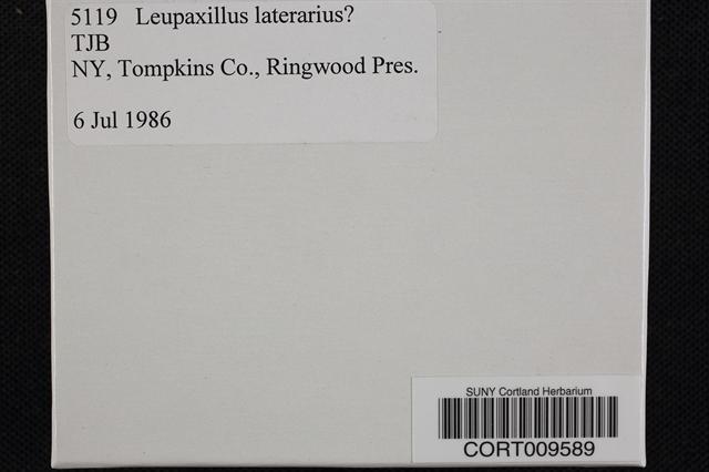 Leucopaxillus laterarius image