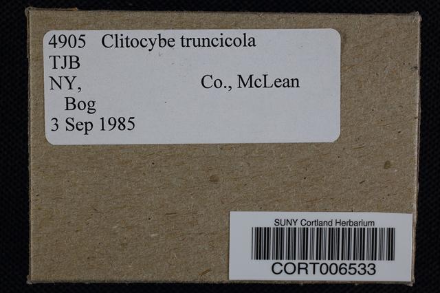 Clitocybe truncicola image
