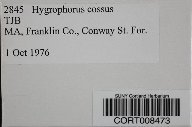 Hygrophorus cossus image