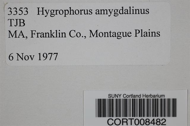 Hygrophorus amygdalinus image