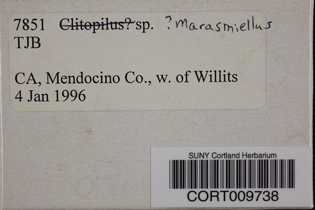 Marasmius palmivorus image