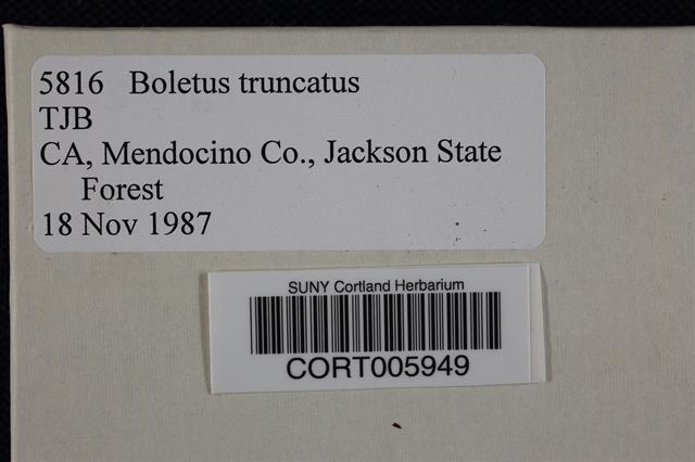 Boletus truncatus image