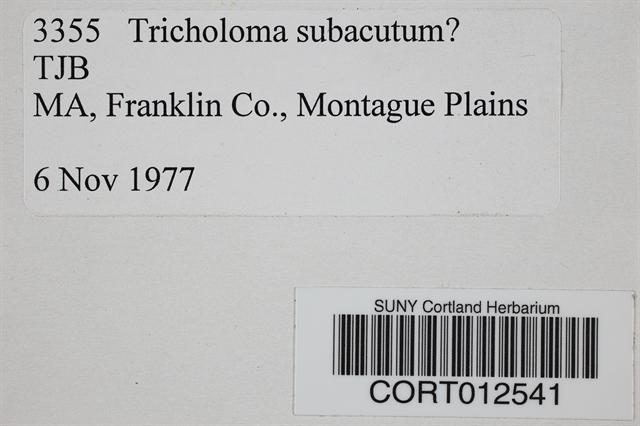 Tricholoma subacutum image