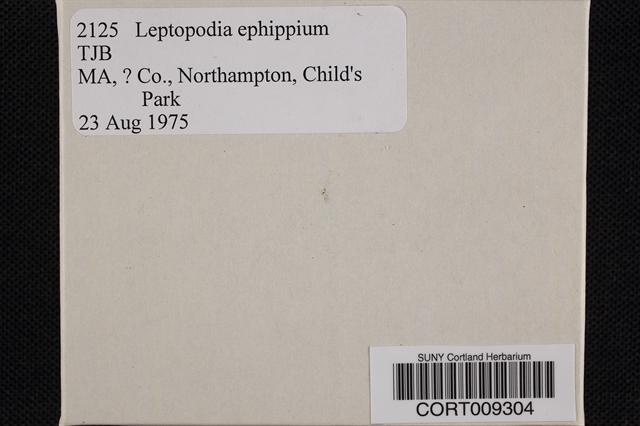 Leptopodia ephippium image