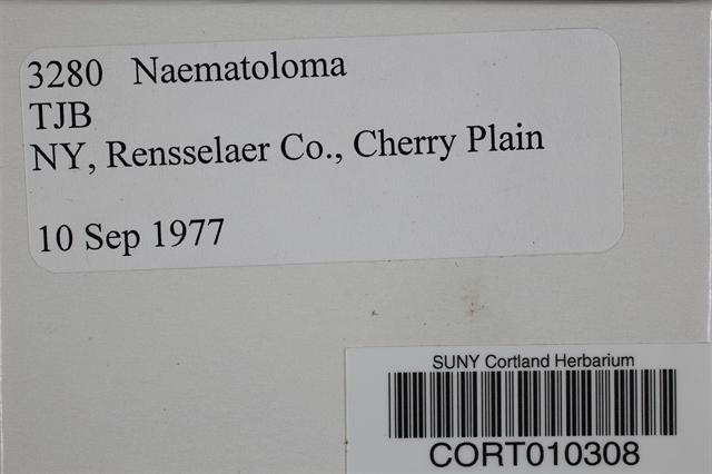 Naematoloma image