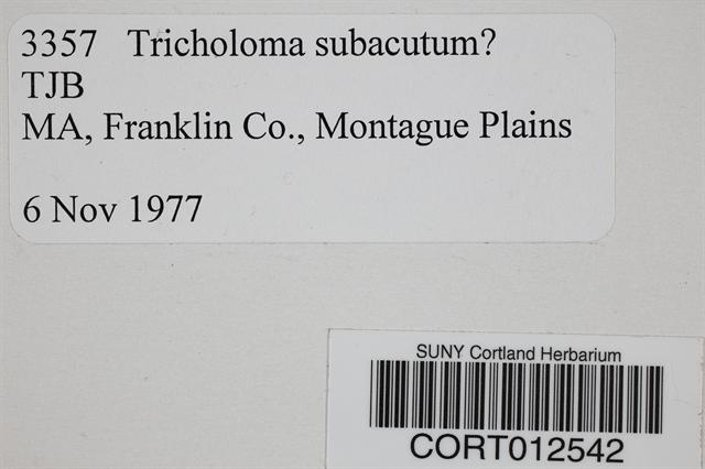 Tricholoma subacutum image