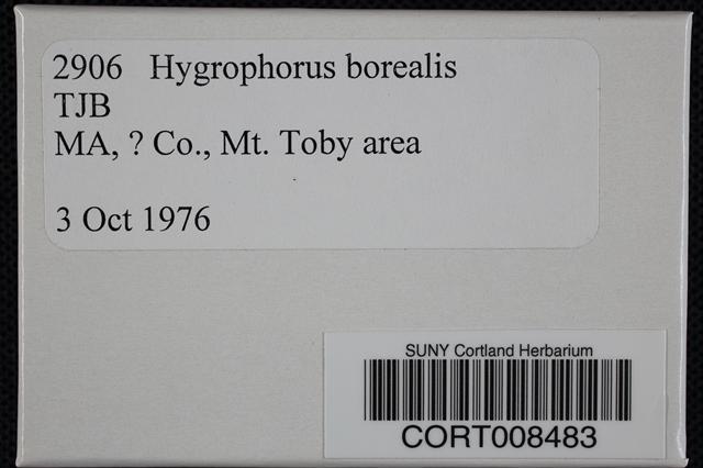 Hygrophorus borealis image