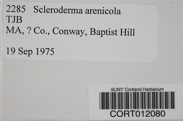 Scleroderma arenicola image