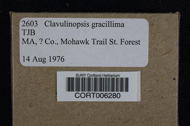 Clavaria flavipes image