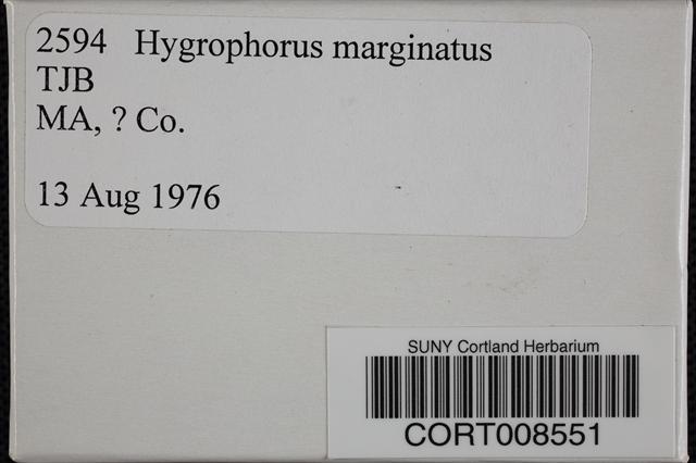 Hygrophorus marginatus var. marginatus image