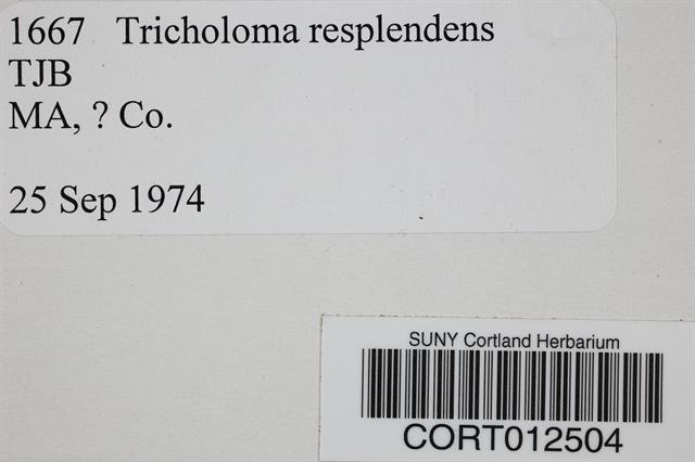 Tricholoma resplendens image