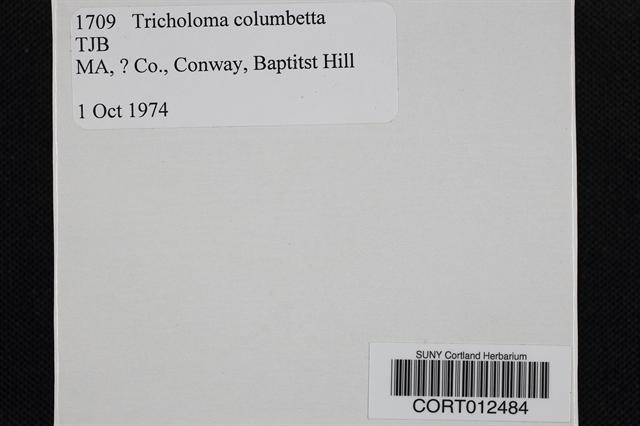 Tricholoma columbetta image