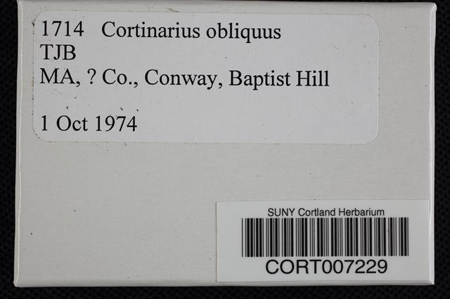 Cortinarius obliquus image
