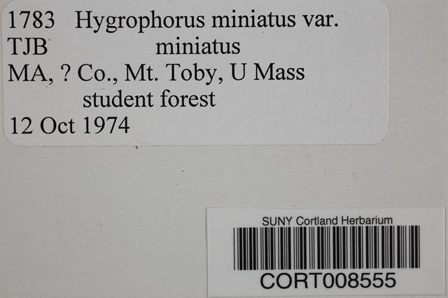Hygrophorus miniatus var. miniatus image