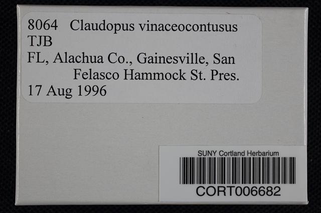 Claudopus vinaceocontusus image