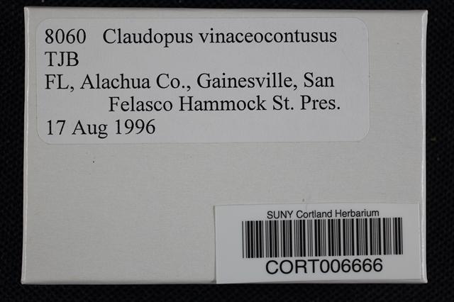 Claudopus vinaceocontusus image