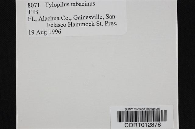 Tylopilus tabacinus image