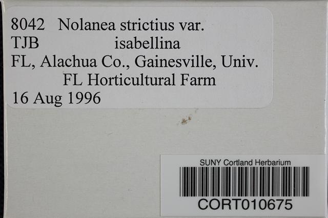 Nolanea strictior image