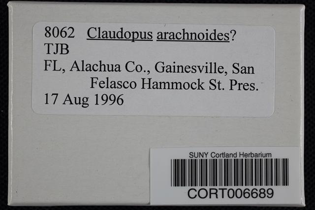 Claudopus arachnoideus image