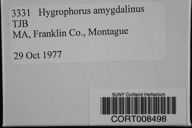 Hygrophorus amygdalinus image