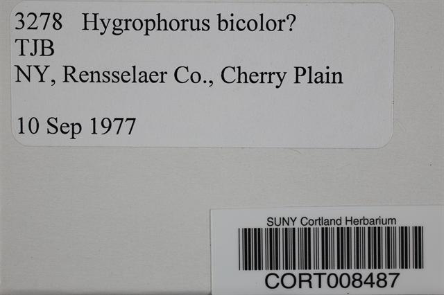 Hygrophorus bicolor image
