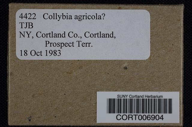 Collybia agricola image