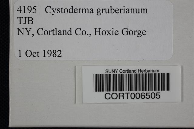 Cystoderma gruberianum image