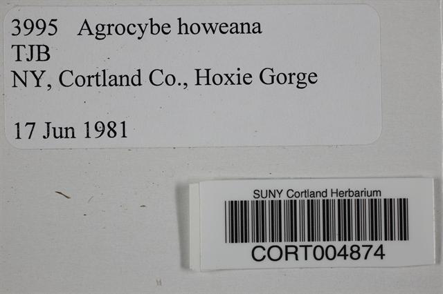 Agrocybe howeana image