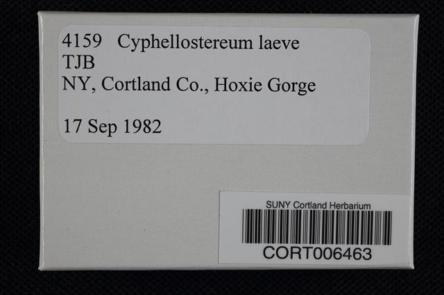Cyphellostereum laeve image