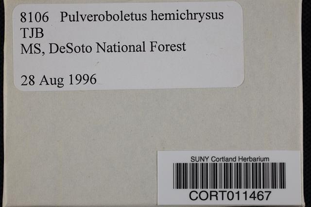Buchwaldoboletus hemichrysus image