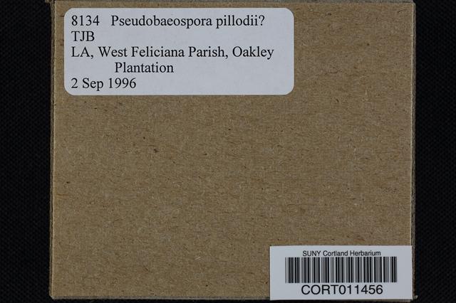 Pseudobaeospora pillodii image
