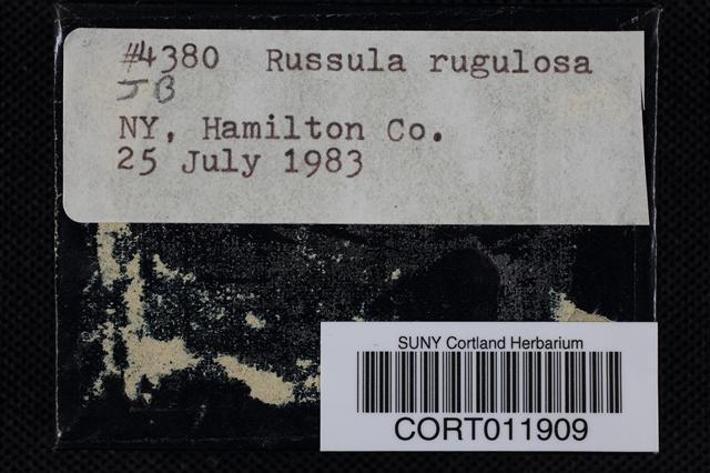 Russula rugulosa image
