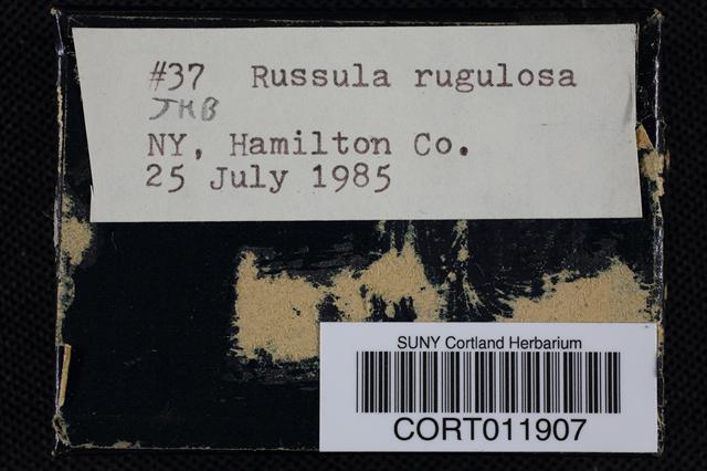 Russula rugulosa image