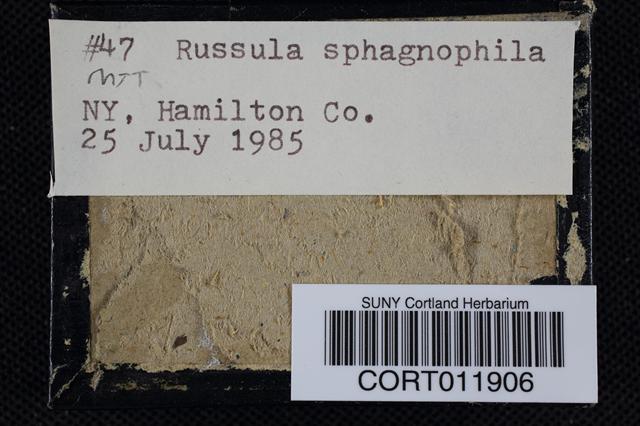 Russula sphagnophila image