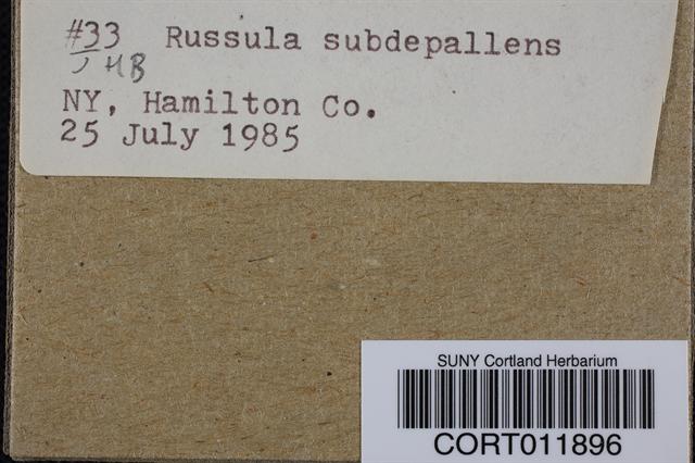 Russula subdepallens image