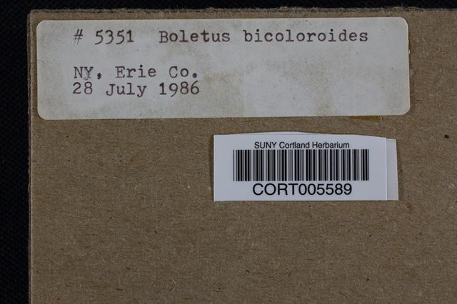 Boletus bicoloroides image