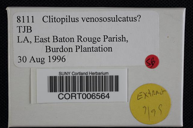 Clitopilus venososulcatus image