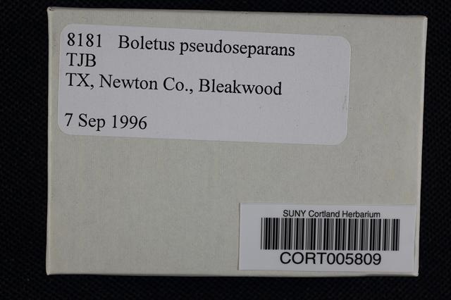 Boletus pseudoseparans image