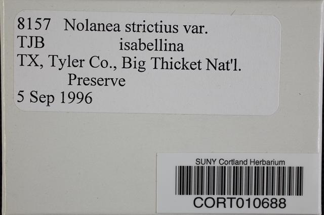 Nolanea strictior image