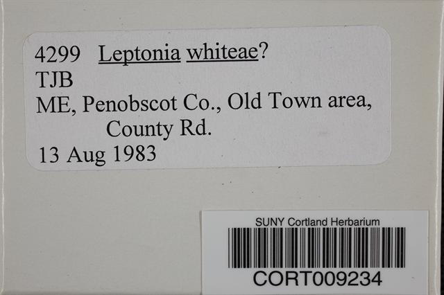 Leptonia whiteae image