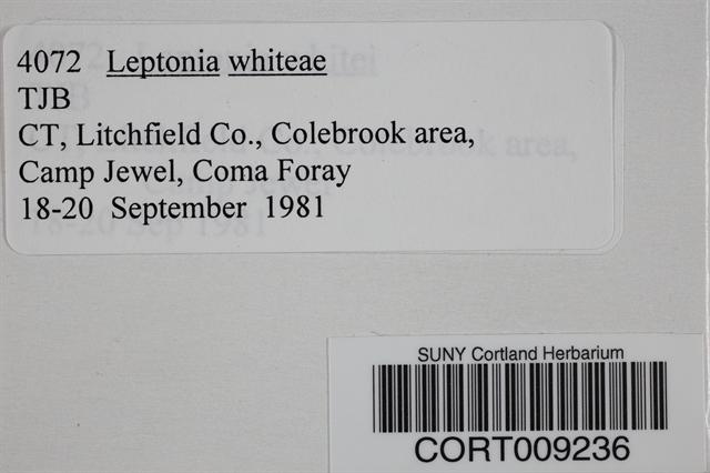 Leptonia whiteae image