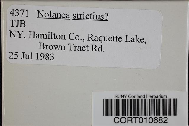 Nolanea strictior image