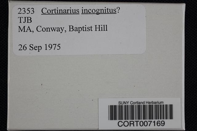 Cortinarius incognitus image